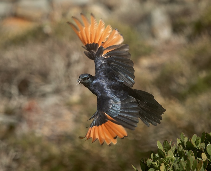 Highway Camera Club - Laura Roux - Snacking on the wing
