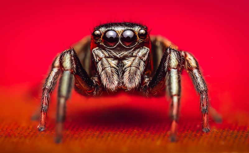 IPIP Photographic Club - Byron  Kennedy - Crimson Warrior