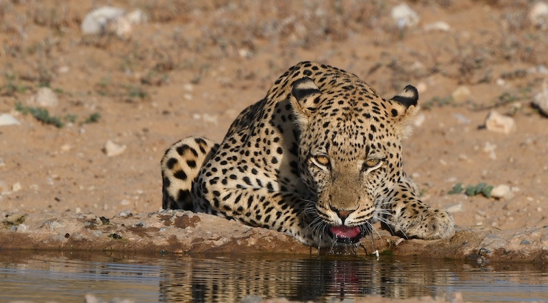 Klerksdorp Fotografie Klub - Linda Bronkhorst - Watchfull