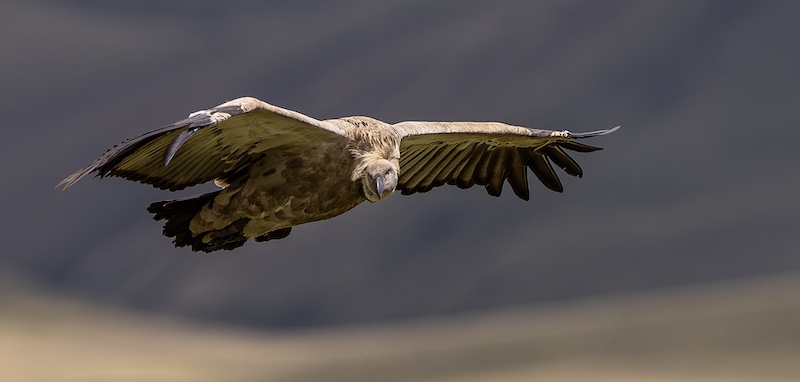 Knysna Photographic Society - Claudette Gericke - Soaring Cape Vulture