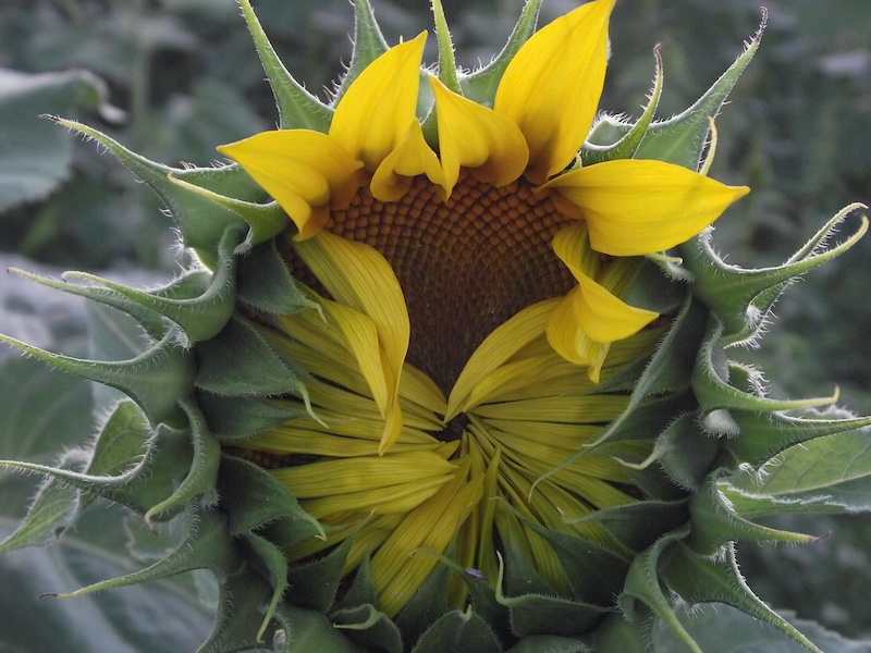 Kroonstad Fotoklub - Wina Serfontein - Natuur