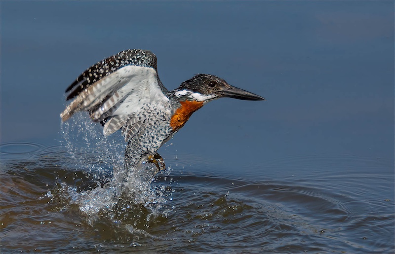 Krugersdorp Camera Club - Rene Scheepers - Ag nee niks die keer