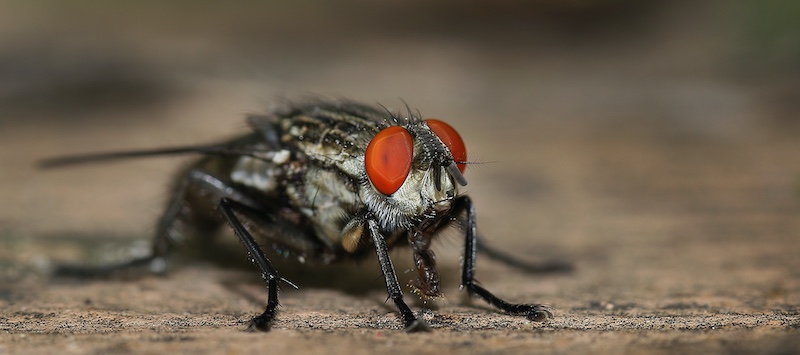 Maritzburg Camera Club - Toni Harley - Frequent Flyer