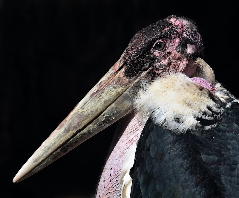 Mosselbaai Kameraklub - Annette Smit - Marabou Stork