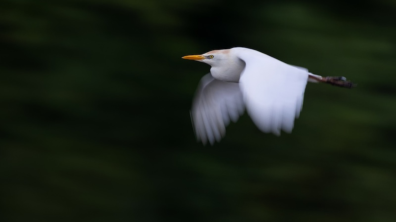 National Photographic Club - Danie Opperman - Veereier in vlug