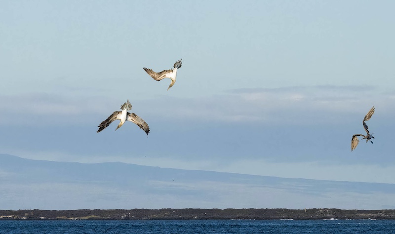 Pretoria Photographic Society - Charles  Costello - Lining up