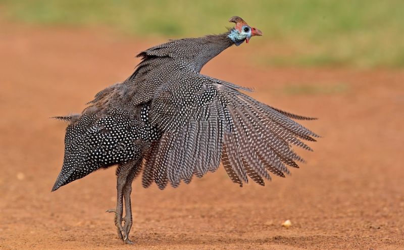 Princes Grant Camera Club - Tian Olivier - Guineafowl on pointe