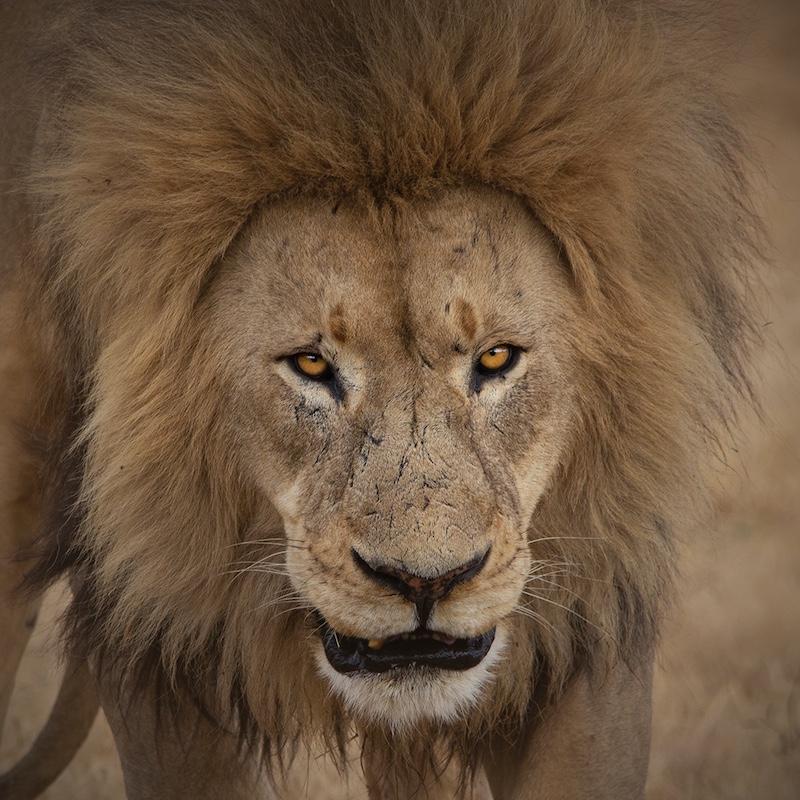 Randburg Foto Klub-Randburg Photo Club - Janine Nimmo - Dont mess with me