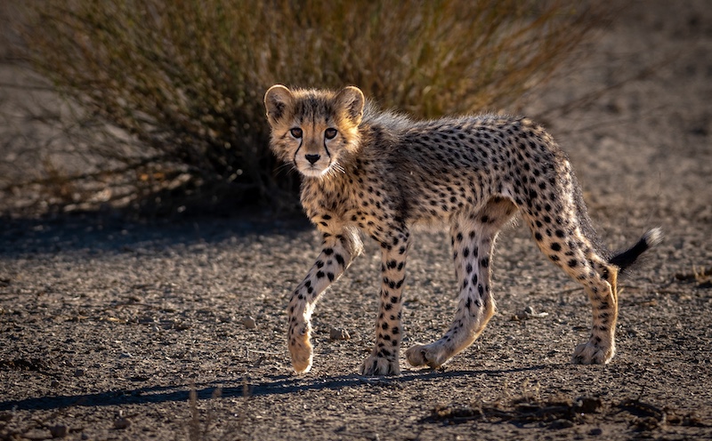 Sandton Photographic Society - Jacques   Muller - Long Legs