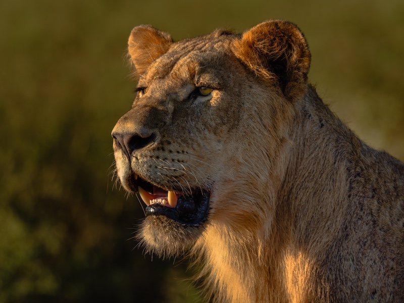 Sapphire Coast Camera Club - Sharon Sunckel - Eyes on the Price