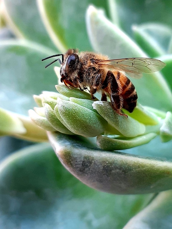 Schools - Youth Photographers - Danica Del Rio Maree - Bee Conspicuous