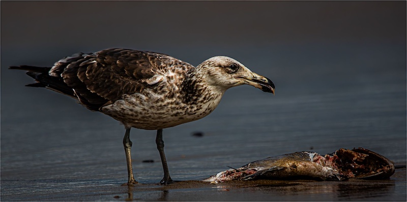 Springs Photographic Club - Swart Blackie - Sea Gull