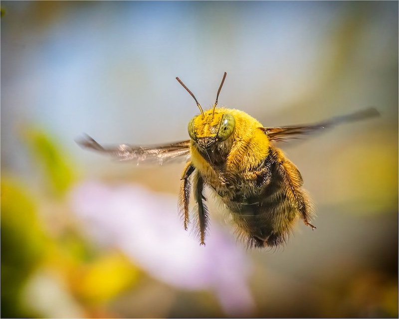 Tafelberg  Fotografieklub - Hendi Barnard - B is for bee