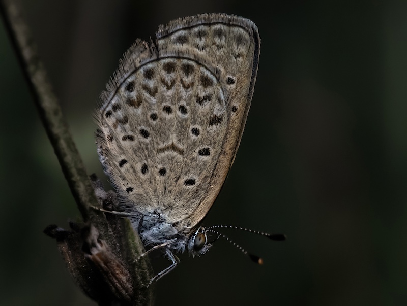 Vanderbijlpark Fotografiese Vereniging - Madre Fourie - I see you