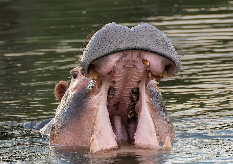 Westville Camera Club - Este Blundell - Say aaaahh