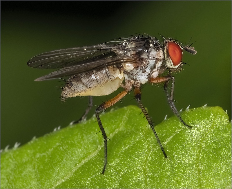 Amber Camera Club - Chris Swingler - Stationary Fly