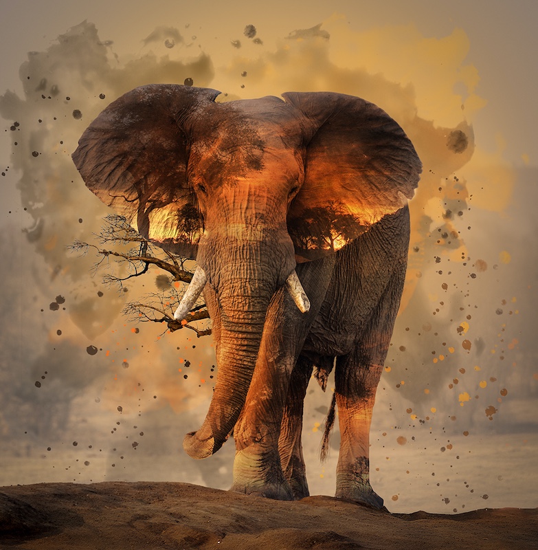 Ballito Photo Club - Caro Smith - Out of Africa