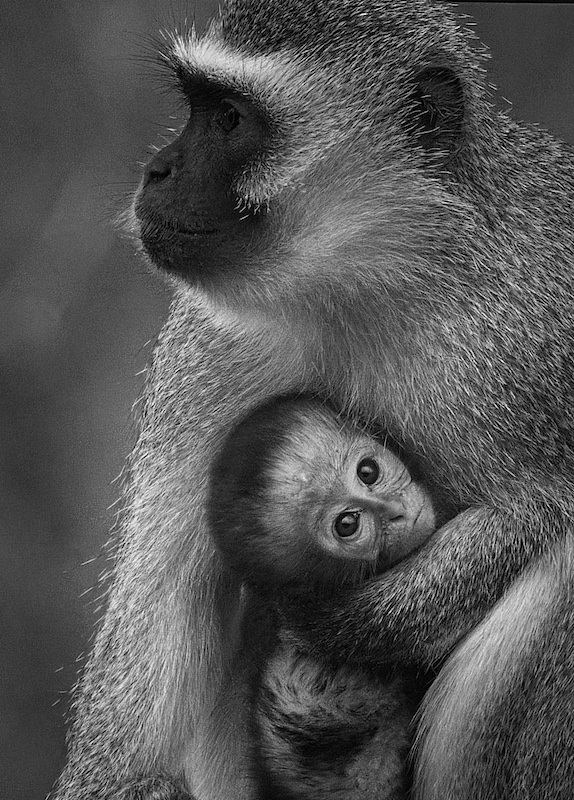 Benoni Camera Club - Leigh Reighnolds - Safe With Mom