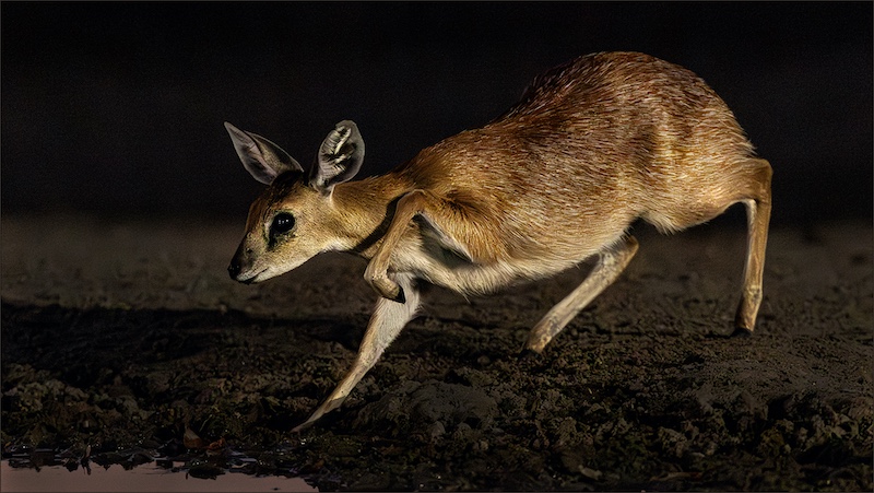 Bethal Fotografie Klub - SP Smith - Grysbok