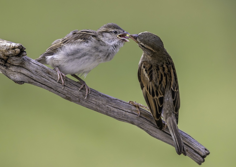 Bosveld Fotografie Klub - Hennie Louw - Thanks Mom