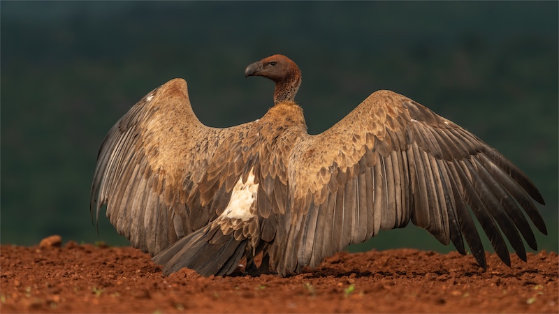 Brandpuntfotoklub - Jan Roos - Resting Vulture