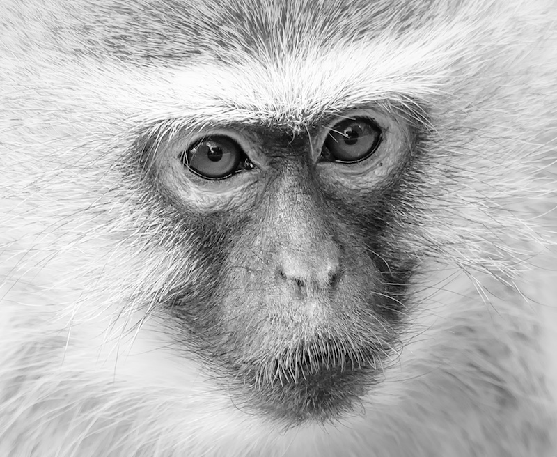 Creative Camera Club - Michele-Ann Nel - The Look