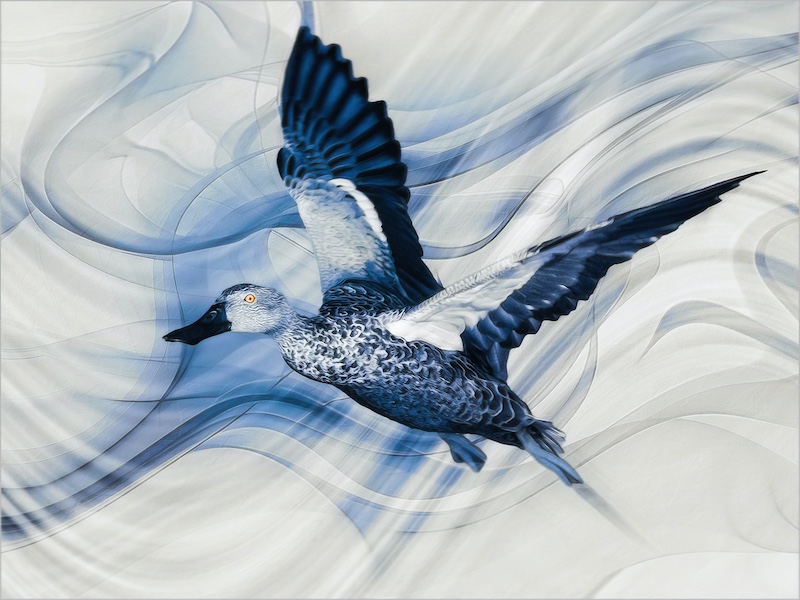Eden Photographic Society - Johan Enslin - Blue duck