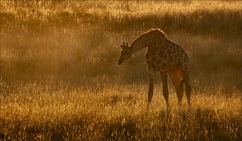 Ermelo Fotoklub - Hardus Pieters - Giraffe blending into sunrise