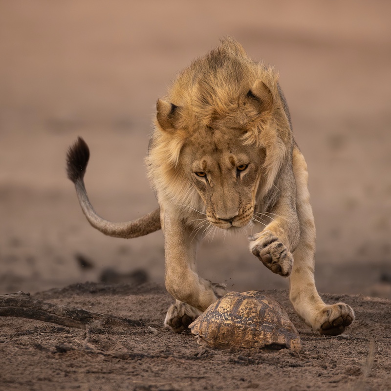 Hermanus Photographic Society - Phil Sturgess - Not so fast