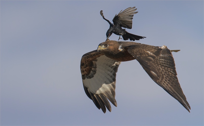 Hibiscus Coast Photographic Society - Michelle Pearson - I bite you