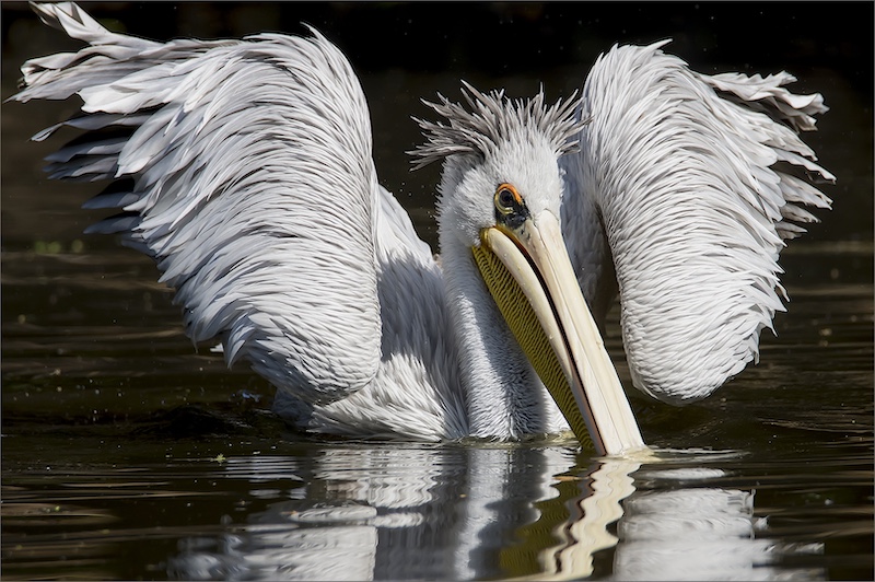 Highway Camera Club - Tammy Harding - Wild Thing