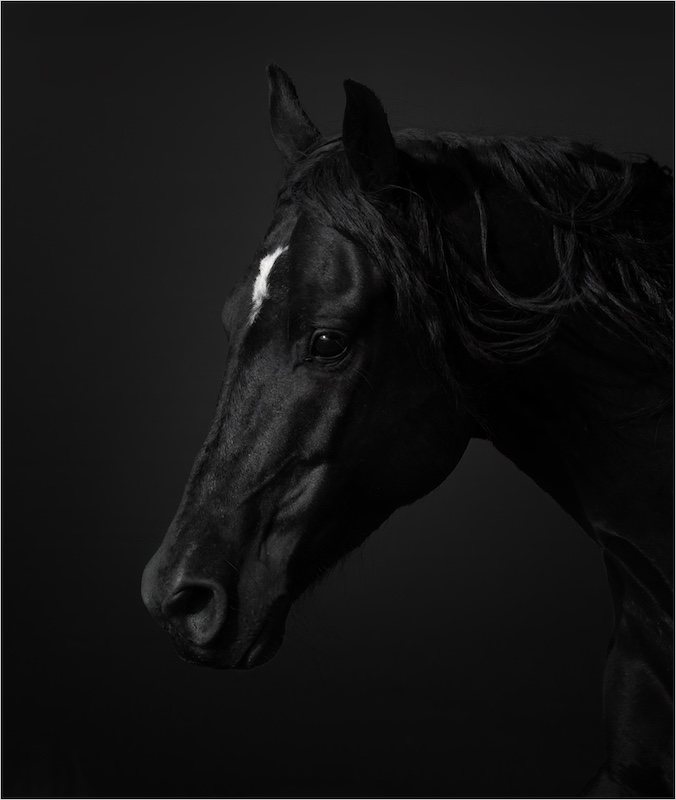 Klerksdorp Fotografie Klub - Monique Van Rooyen - Black Beauty