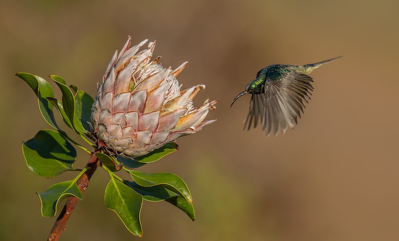 Knysna Photographic Society - Pieter Mare - Inspecting every angle