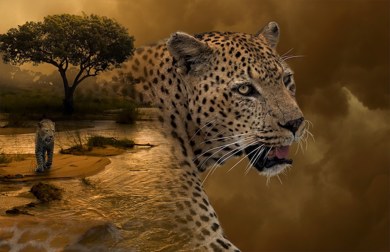 Kriel Foto Club - Spokie vd Merwe - Leopard Island