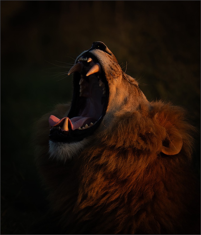 Kroonstad Fotoklub - Chris Van den Heever - Yawning