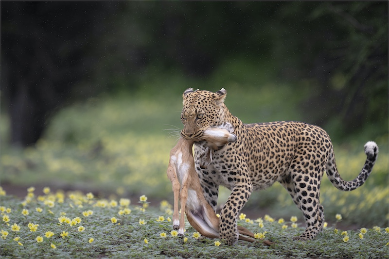 Midlens Fotoklub - Dewald Tromp - Between the Flowers