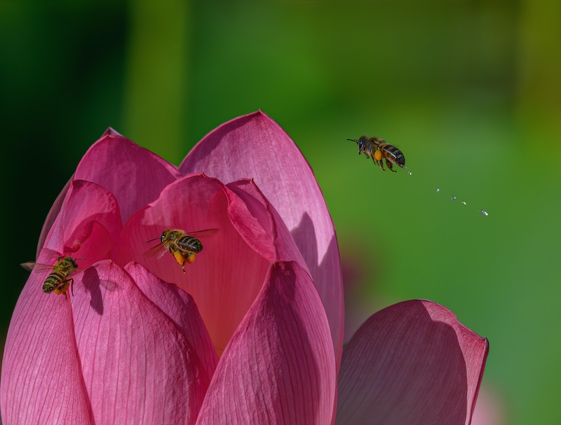 Mosselbaai Kameraklub - Amanda Whiteman - Bedrywige Bye