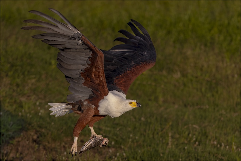 Paarl Photographic Club - Arnold van Dyk - My catfish