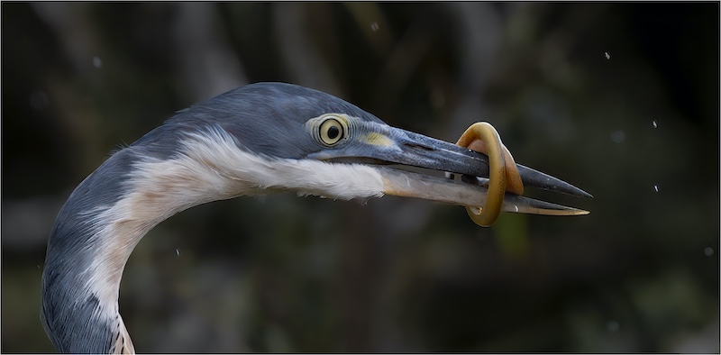 Port Elizabeth Camera Club - Blayne Scholtz - Spring Loaded