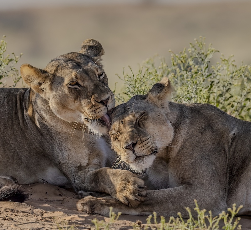 Princes Grant Camera Club - Sharlene Cathro - Sisters