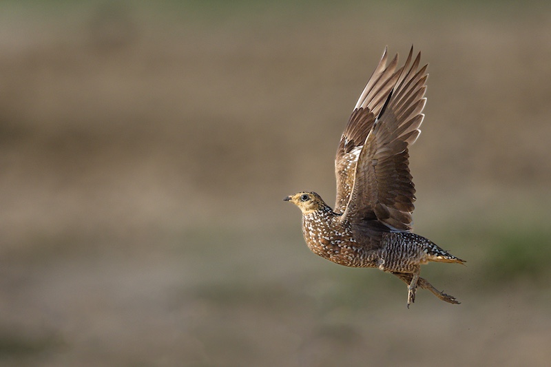 Sapphire Coast Camera Club - Helena Du Plessis - Sandgrouse