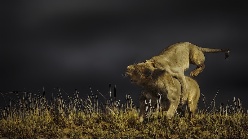 Sasol Highveld Photography Club - Peter Winnan - Lions Playing