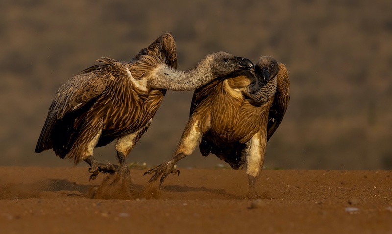 Southern Suburbs Camera Club - Rodney Cory - Vulture dispute