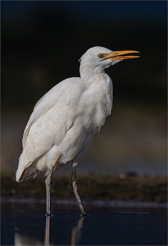 Springs Photographic Club - Cheryl Brooks - Cattle Egret