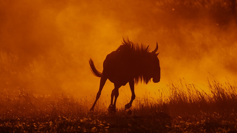 Tygerberg Photographic Society - Bennie Vivier - PLAYING IN THE DUST AT SUNSET