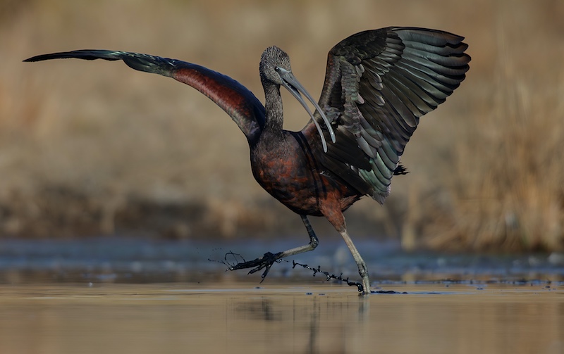 Vanderbijlpark Fotografiese Vereniging - Francois Roux - water dans