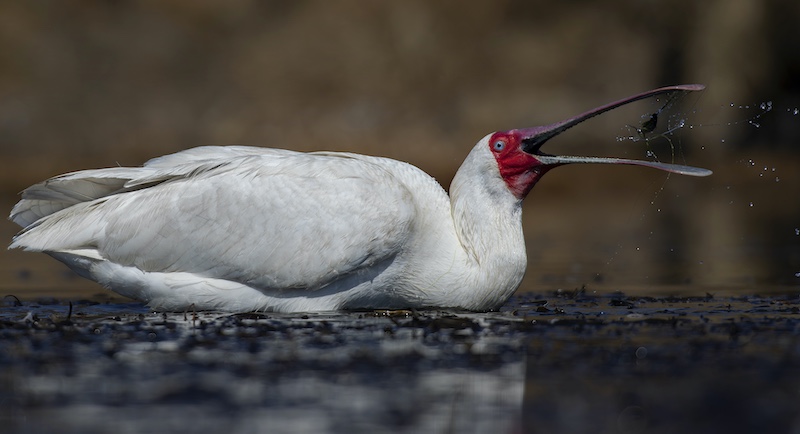 Vereeniging Photographic Society - Francois Roux - lepellaar skep