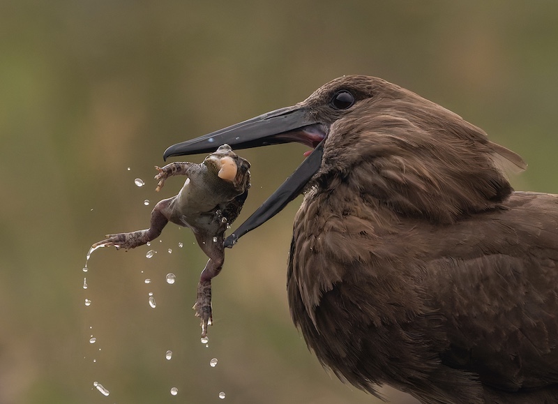 Westville Camera Club - Shirley Gillitt - A snack for the Hammerkop