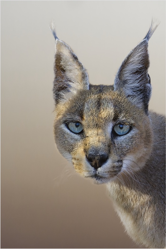 Adriaan Theron - Magalies Foto Fun Club - Rooikat Portret.