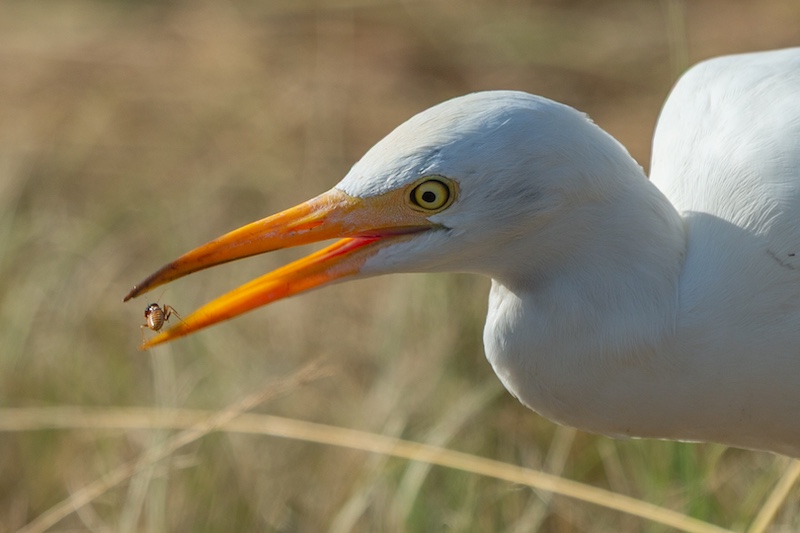 Albertino Goncalves - Brandpuntfotoklub - Bosluisvoel
